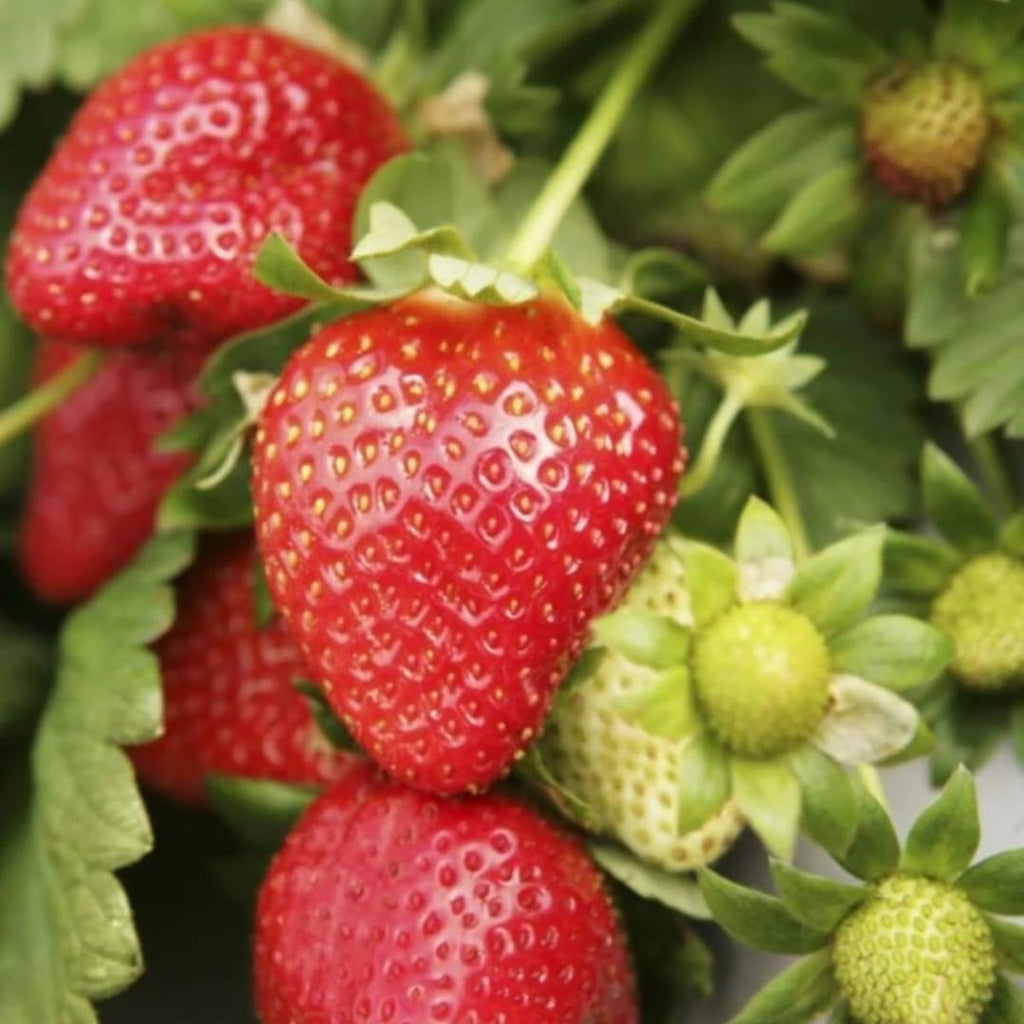 Organic Strawberry Jam – Additive-Free, 430g