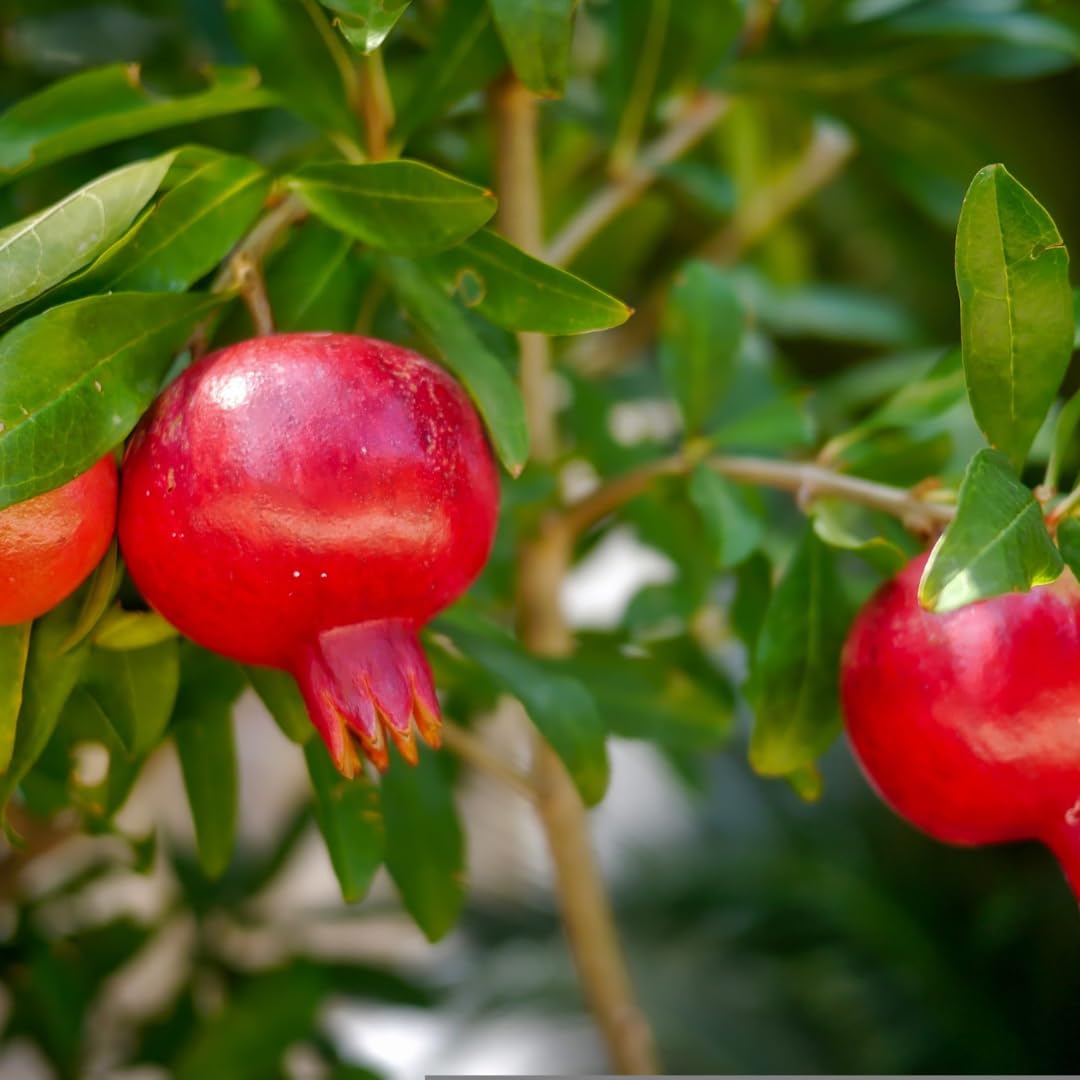 Organic Pomegranate Marmalade – Additive-Free, 450g