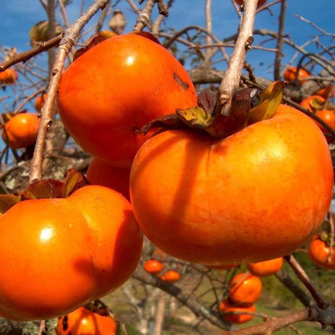 Organic Persimmon Jam – Additive-Free, 460g