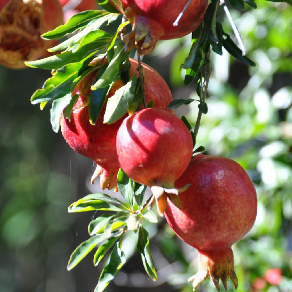 Organic Pomegranate Marmalade – Additive-Free, 450g