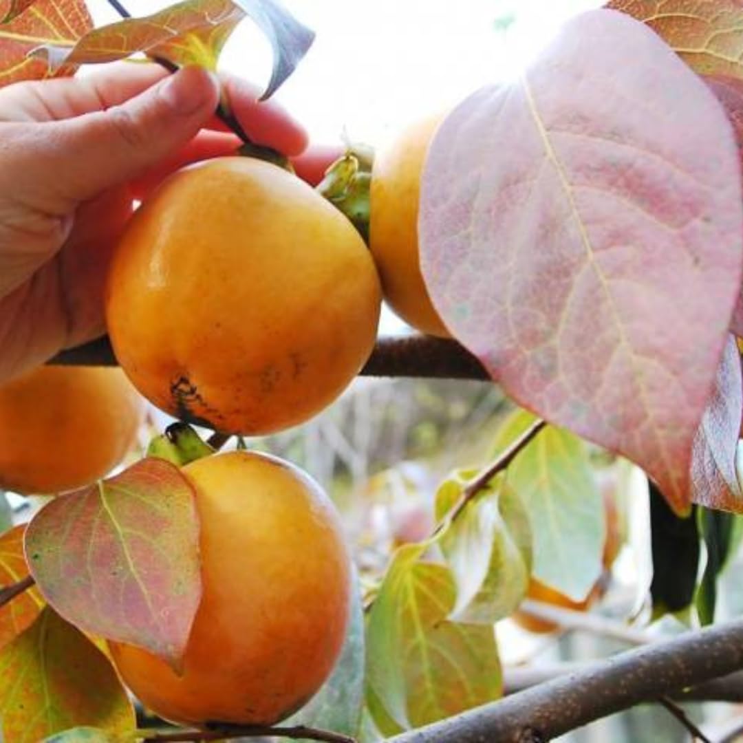 Organic Persimmon Jam – Additive-Free, 460g
