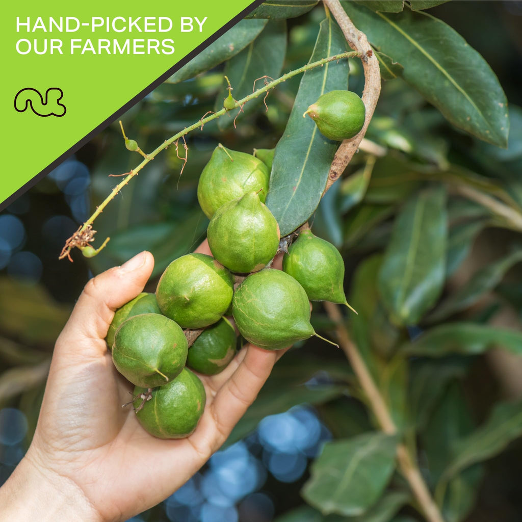 Parent - Nut Macadamia